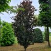 Rode zuilbeuk 'Dawyck Purple' | Laagstam