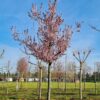 Rode kerspruim | Hoogstam