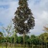 Roodbladige populier | Hoogstam