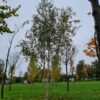 Ruwe berk | Meerstammig
