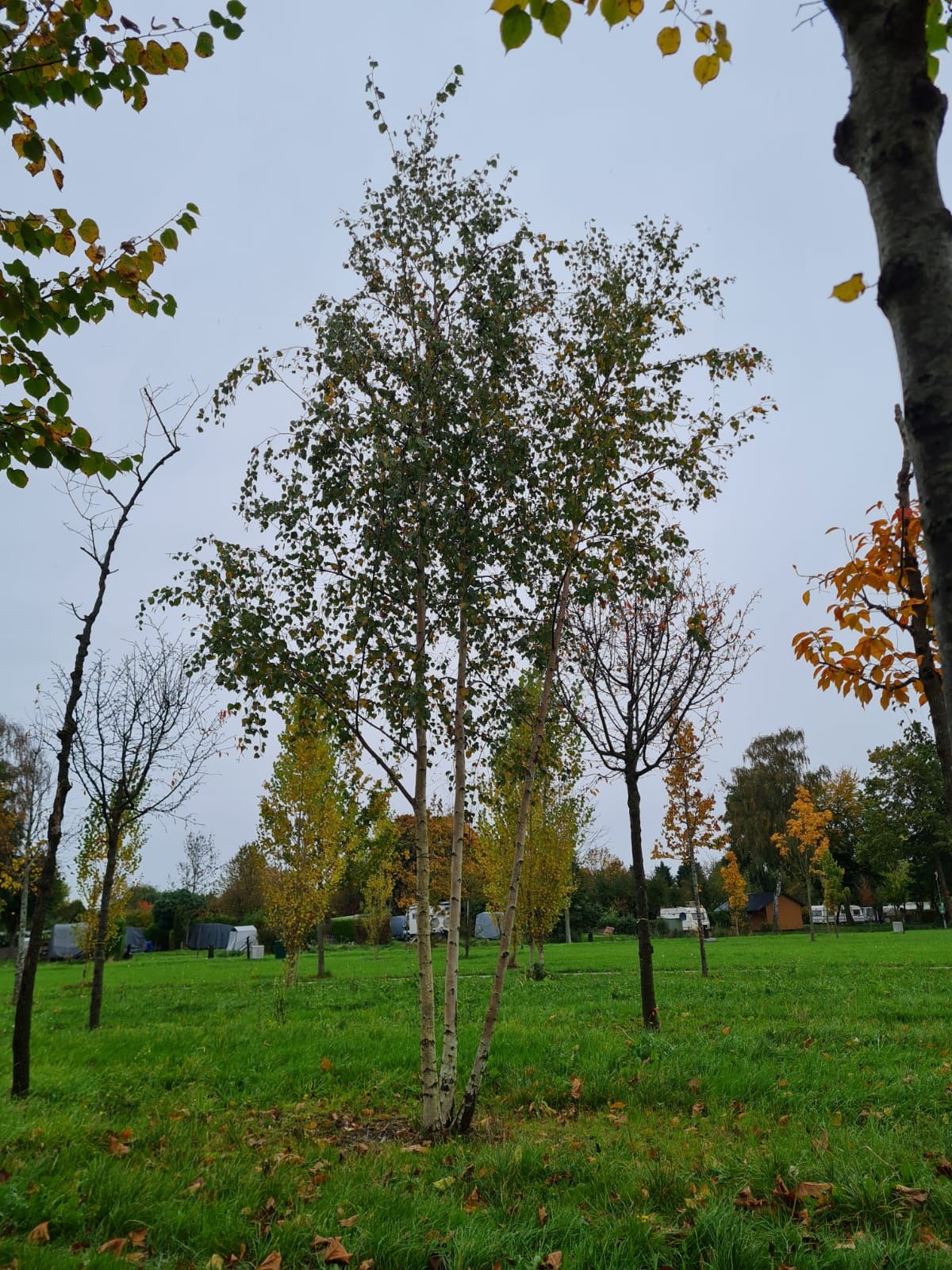 Ruwe berk | Meerstammig