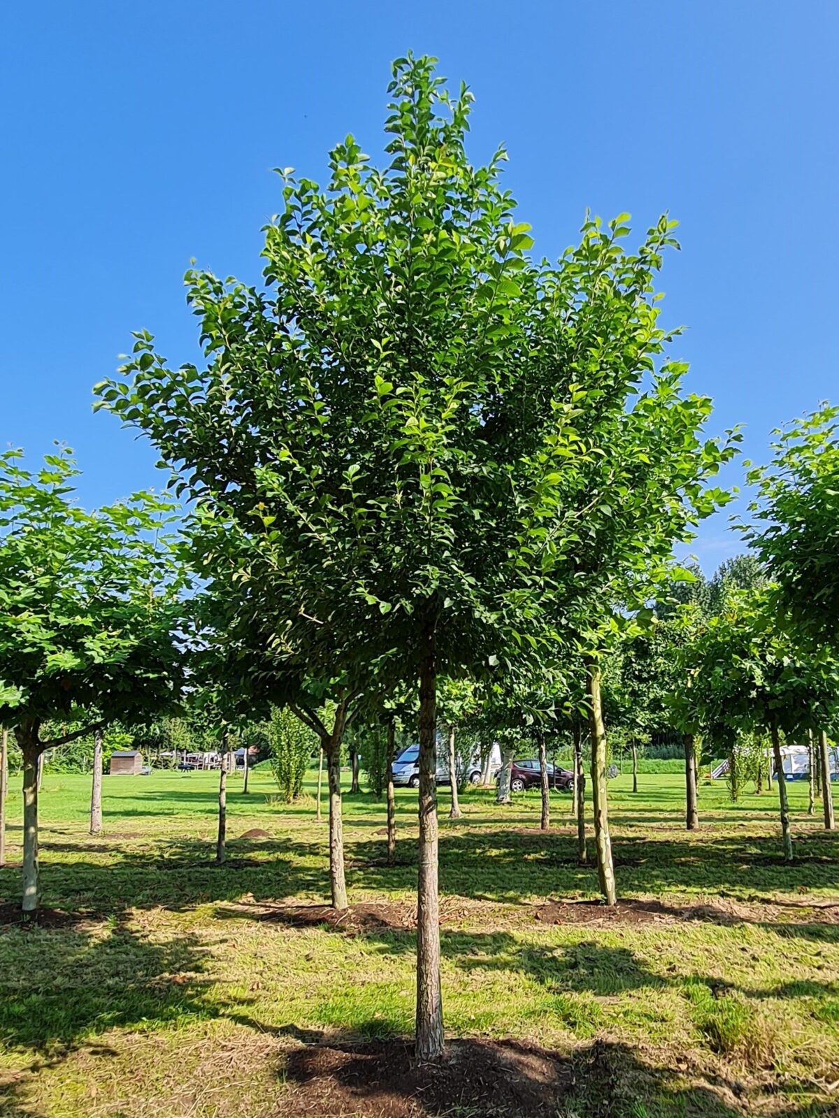 Ruwe Iep | Hoogstam