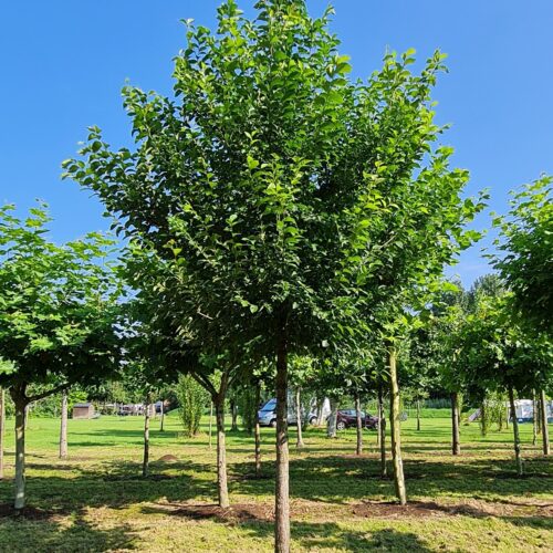 Ruwe Iep | Hoogstam