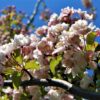 Sierappel 'Liset' | Hoogstam