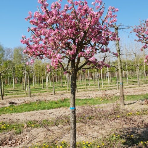 Sierappel 'Makamik'