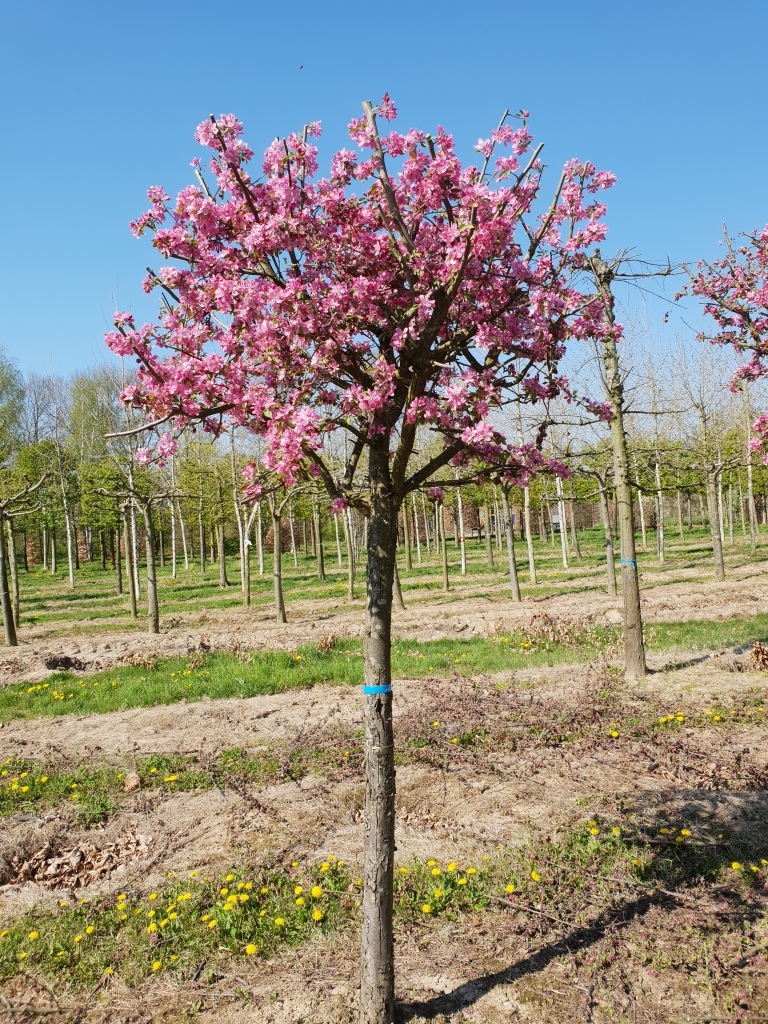 Sierappel 'Makamik'
