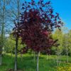 Sierappel 'Royalty' | Hoogstam