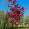 Sierappel 'Profusion' | Hoogstam