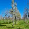 Sierpeer 'Chanticleer' | Hoogstam