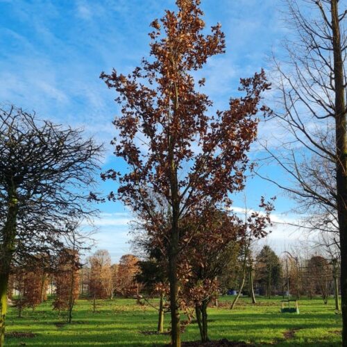 Spaanse eik 'Wageningen' | Hoogstam