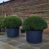 Taxus | Bolvorm