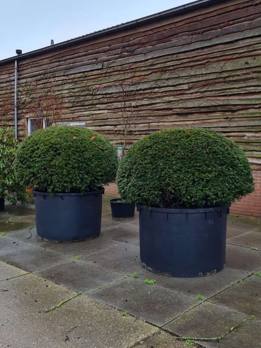 Taxus | Bolvorm