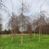 Prieelberk | Hoogstam
