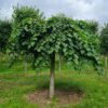 Treuriep | Hoogstam