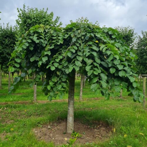 Treuriep | Hoogstam