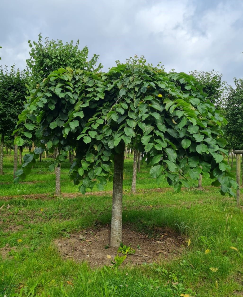 Treuriep | Hoogstam
