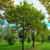 Trompetboom | Halfstam