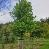 Amerikaanse tulpenboom | Hoogstam