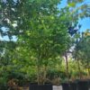 Amerikaanse tulpenboom | Meerstammig