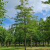 Valse Christusdoorn | Hoogstam