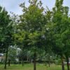 Veldesdoorn | Hoogstam