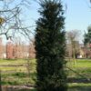 Taxus | Haagvorm
