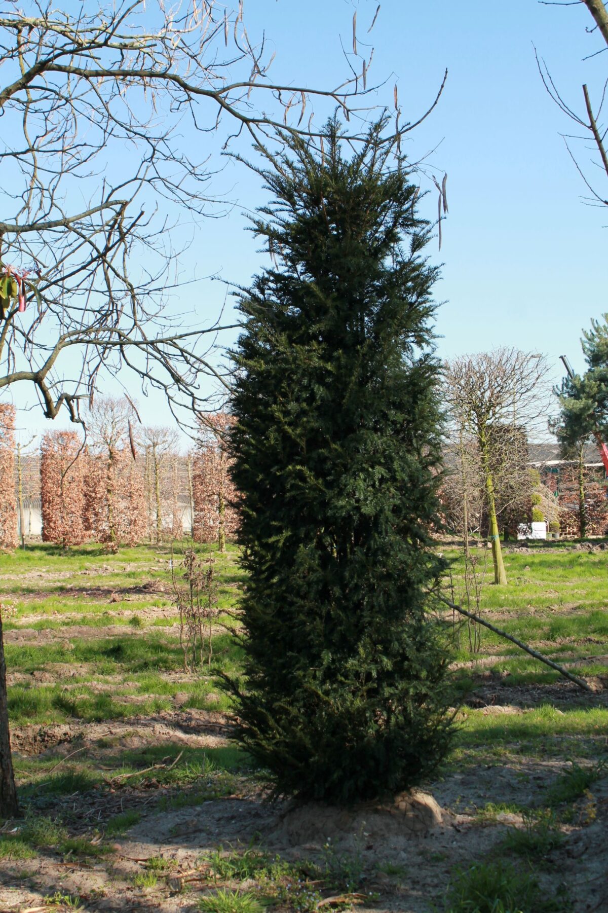 Taxus | Haagvorm