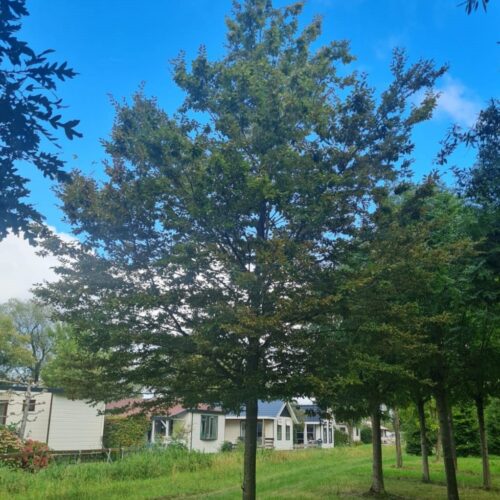 Hopbeuk | Hoogstam