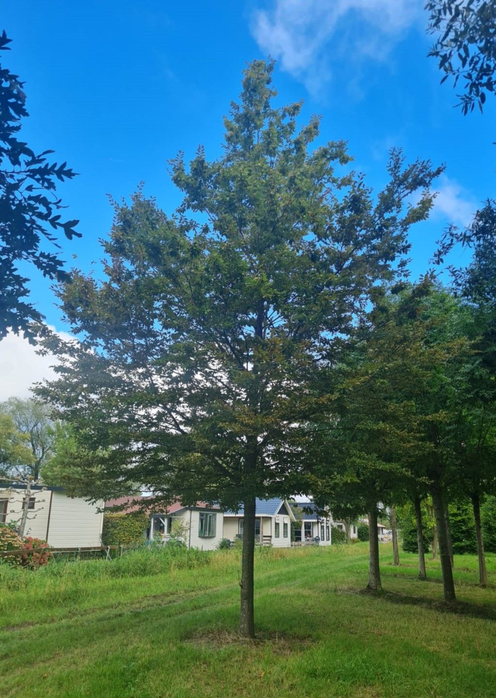 Hopbeuk | Hoogstam