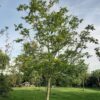 Walnotenboom | Hoogstam