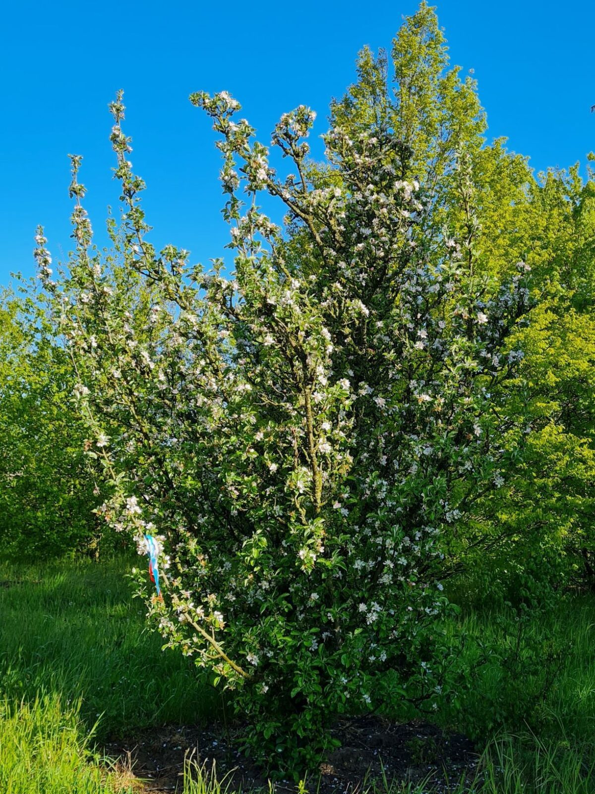 Wilde appel | Meerstammig