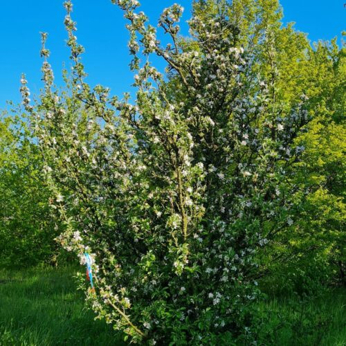 Wilde appel | Meerstammig