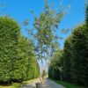 Spaanse eik 'Diversifolia' | Meerstammig