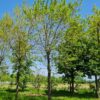 Witte Moerbei | Knotvorm