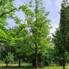 Volwassen Witte moerbei | Hoogstam