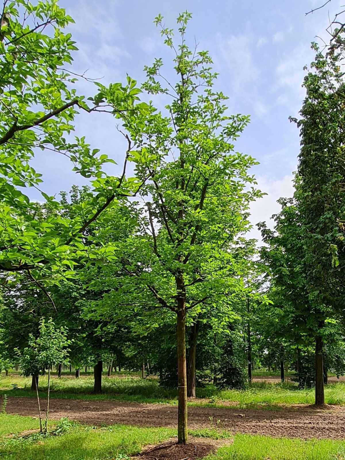 Volwassen Witte moerbei | Hoogstam