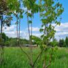 Zevenzonenboom | Meerstammig