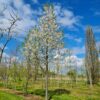 Sierkers 'Plena' | Hoogstam