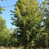 Zomerlinde | Hoogstam