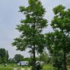 Zwarte walnotenboom | Hoogstam