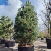 Grove den | Laagstam