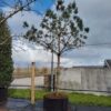 Grove den | Hoogstam