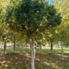 Bol Es 'Mecsek' | Hoogstam