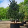 Taxus | Meerstammig