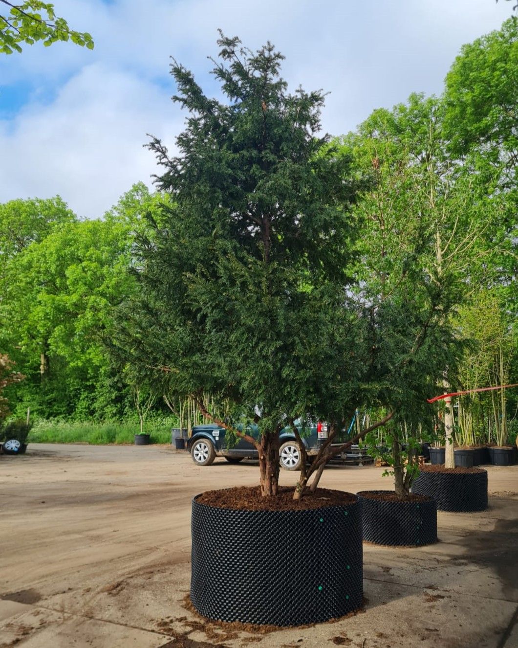 Taxus | Meerstammig