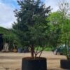 Taxus | Meerstammig