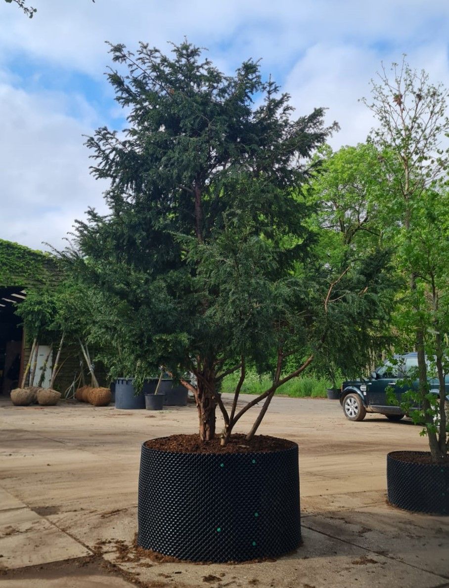 Taxus | Meerstammig