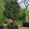 Taxus | Meerstammig