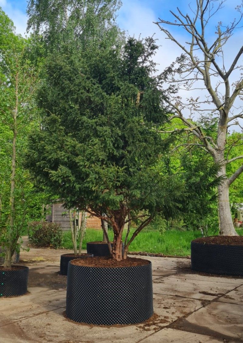 Taxus | Meerstammig