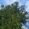 Taxus | Meerstammig
